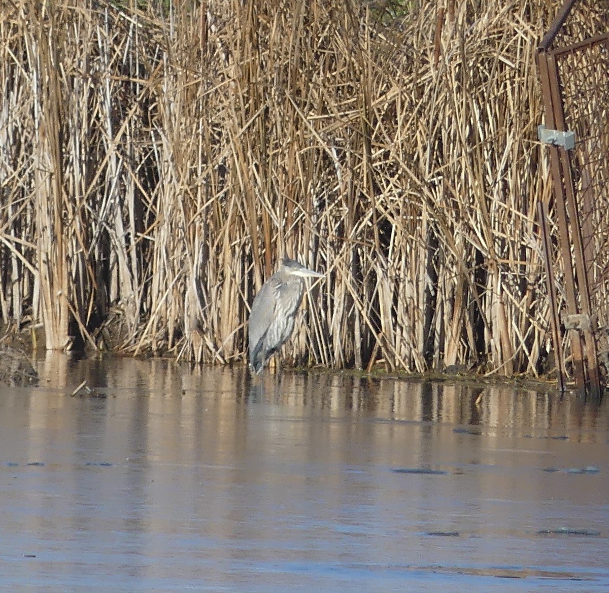 Great Blue Heron - ML645326355