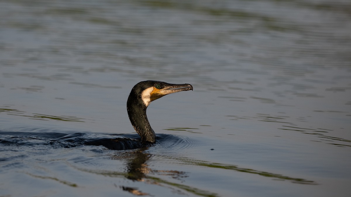 Great Cormorant - ML645326367