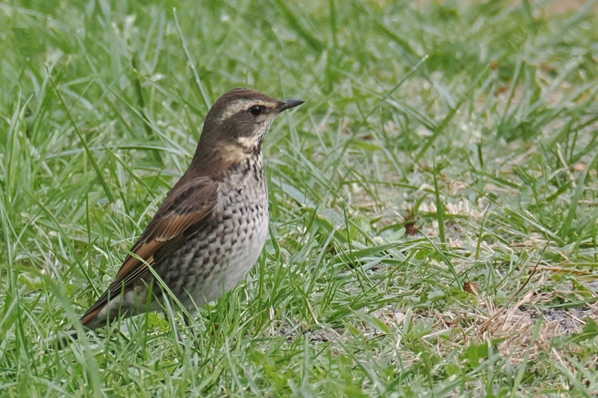Dusky Thrush - ML645326368