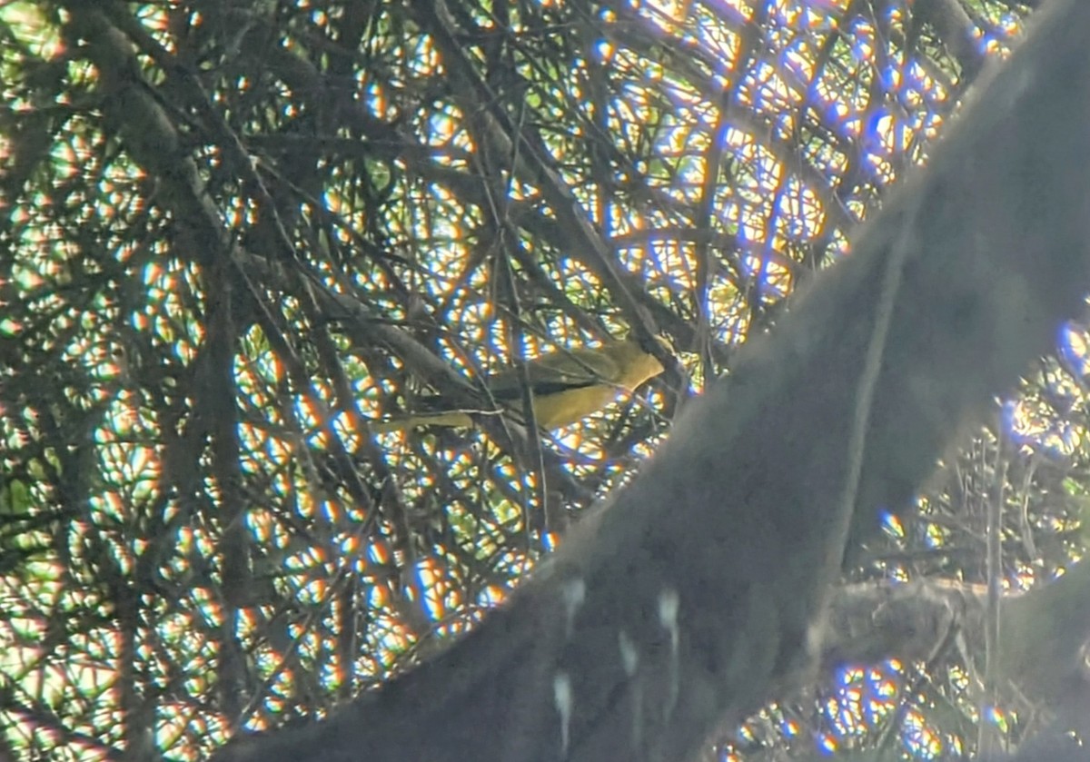 Black-naped Oriole - ML645326376