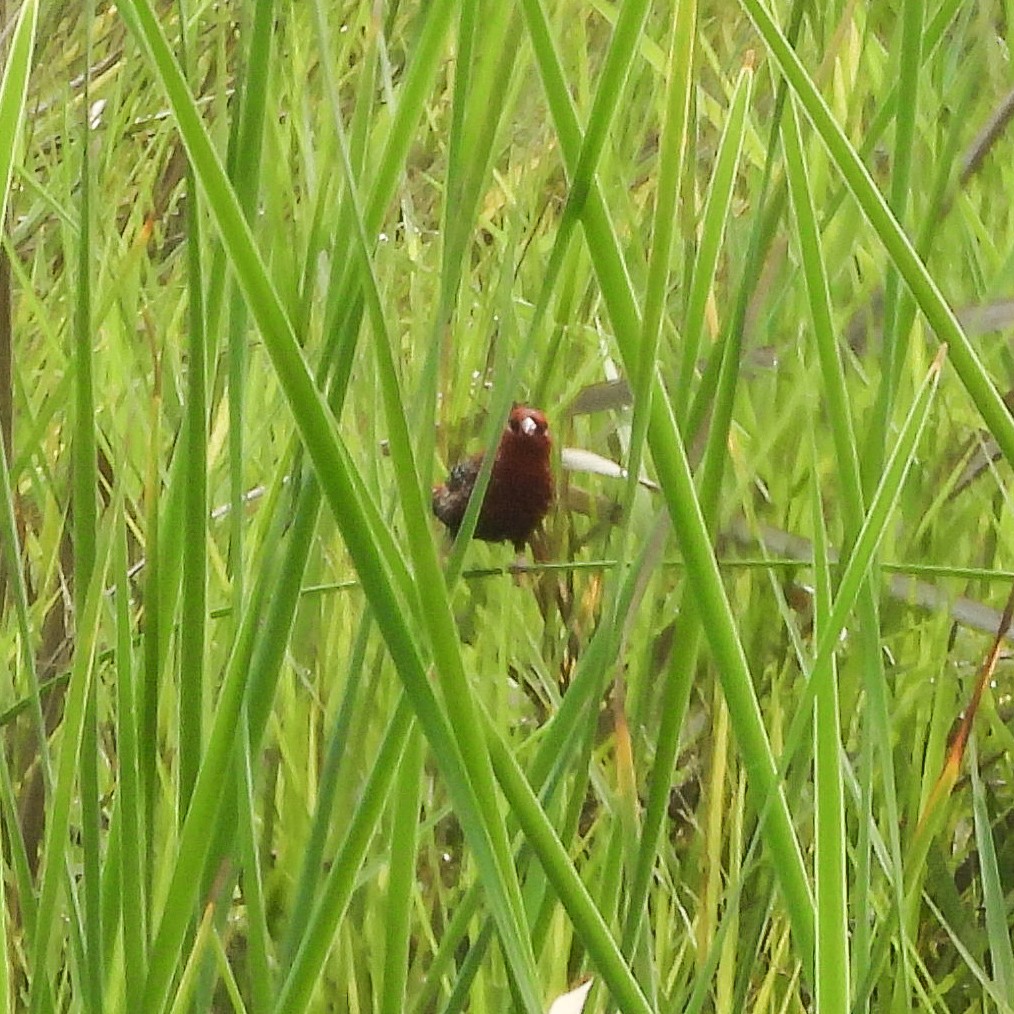 Red Avadavat - ML645326390