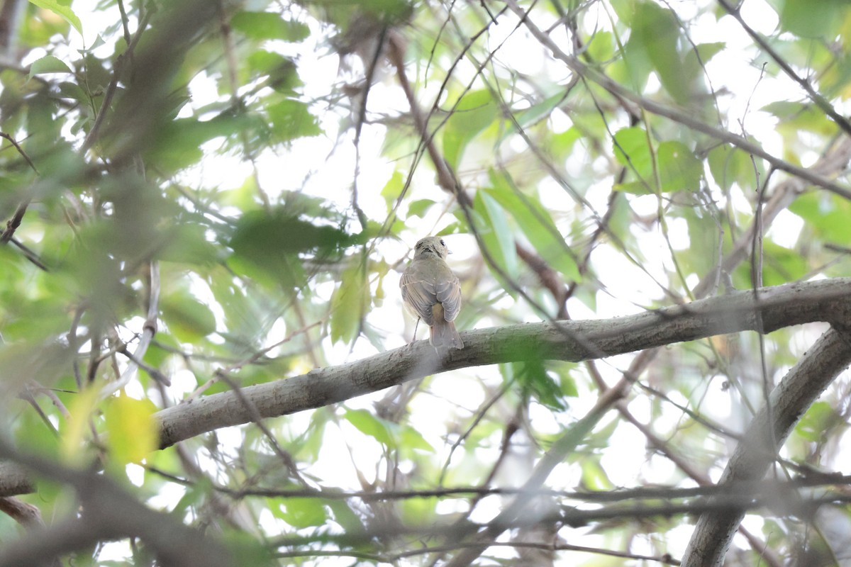 Narzissenschnäpper - ML645326399