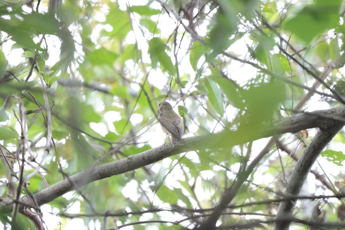 Narzissenschnäpper - ML645326400