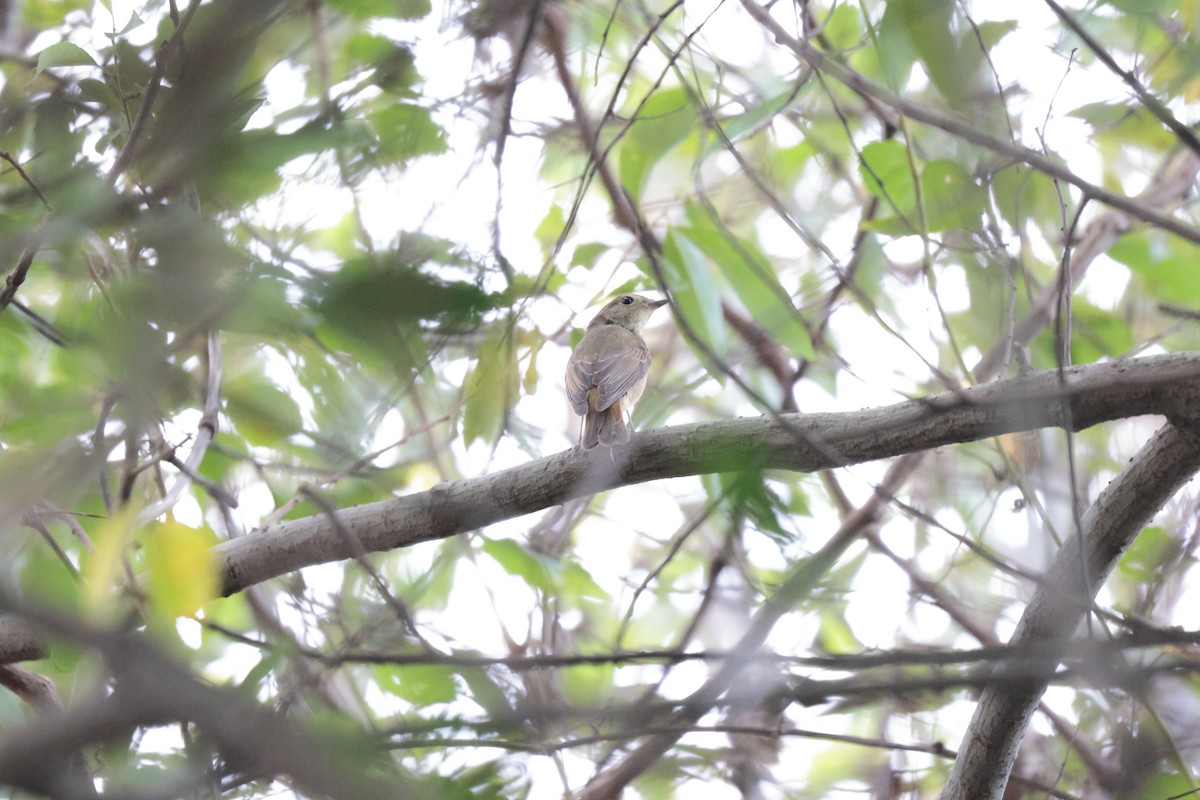 Narzissenschnäpper - ML645326401