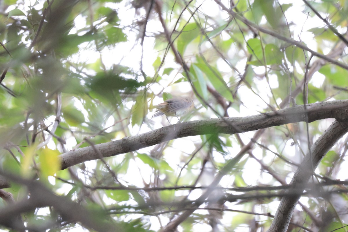 Narzissenschnäpper - ML645326402