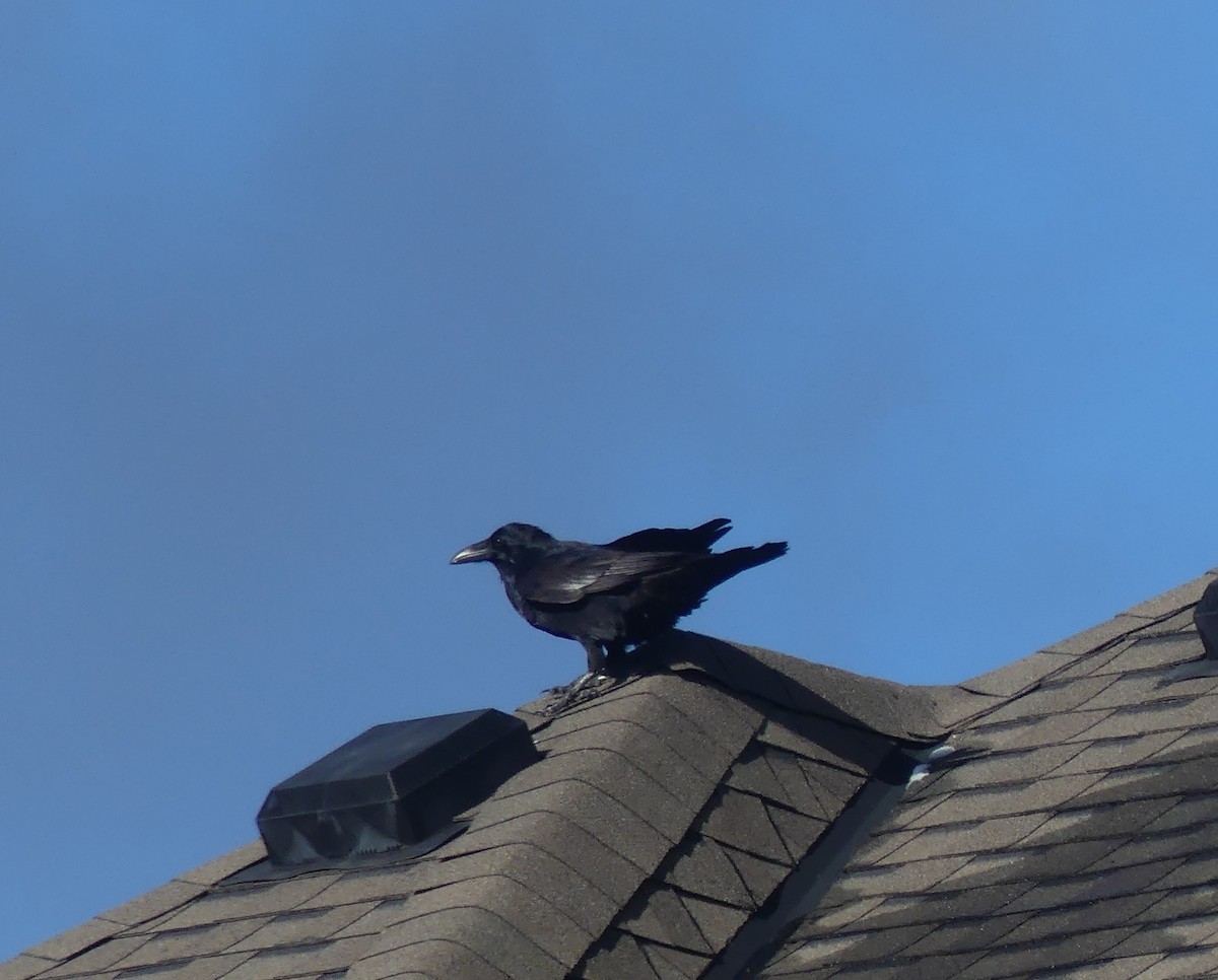 American Crow - ML645326404