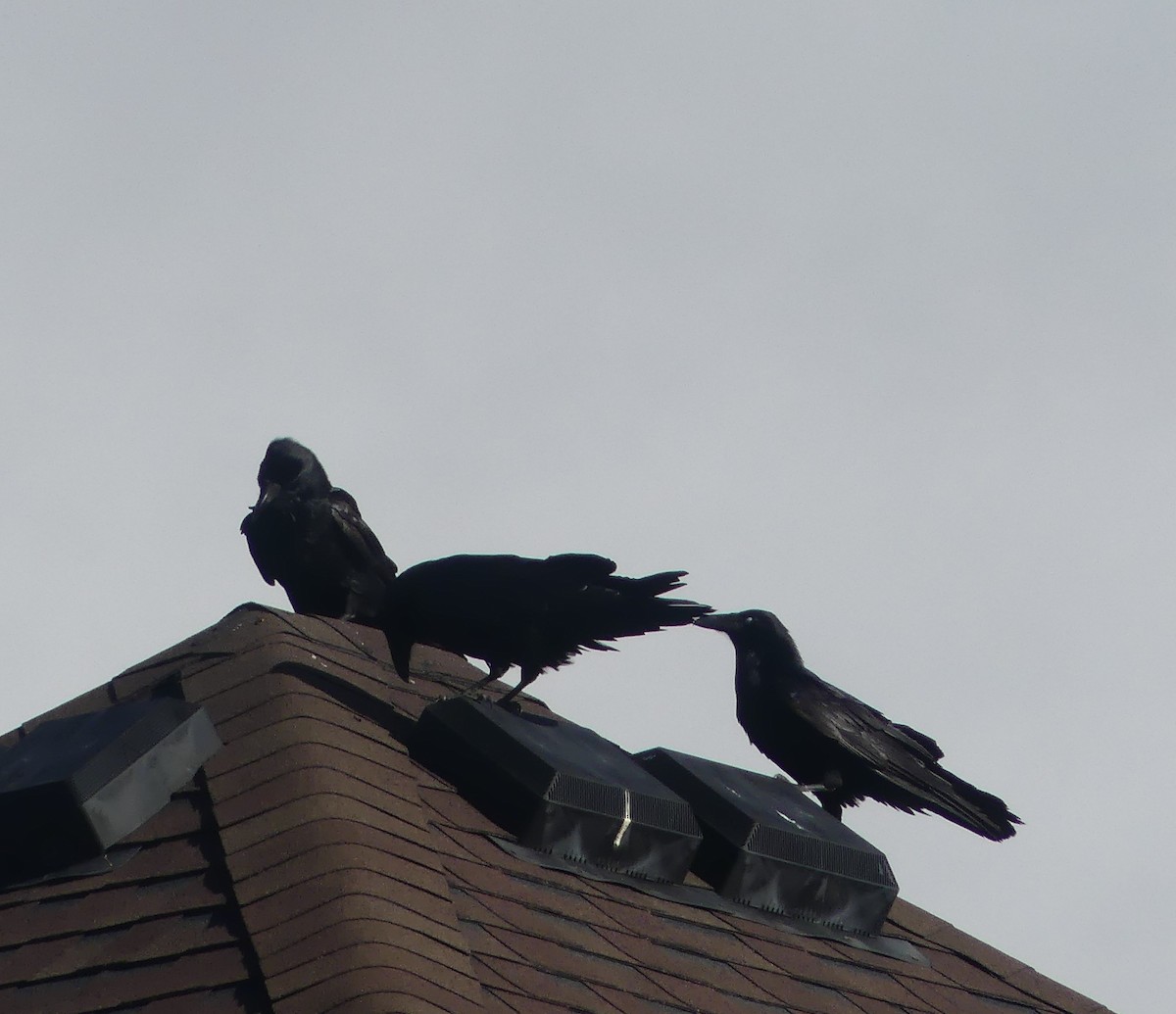 American Crow - ML645326405