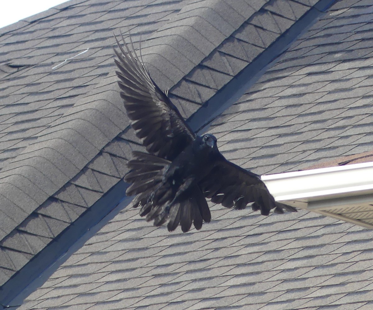 American Crow - ML645326406