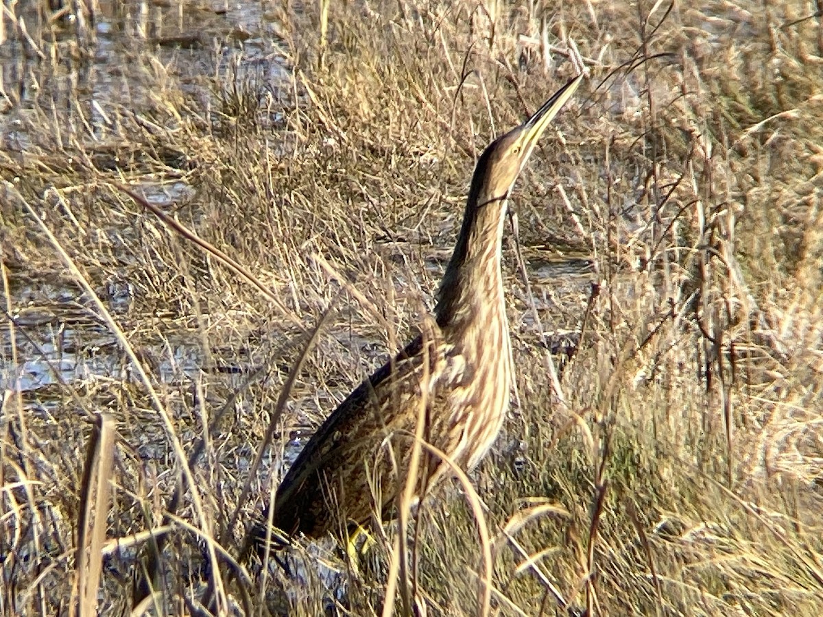 American Bittern - ML645326415