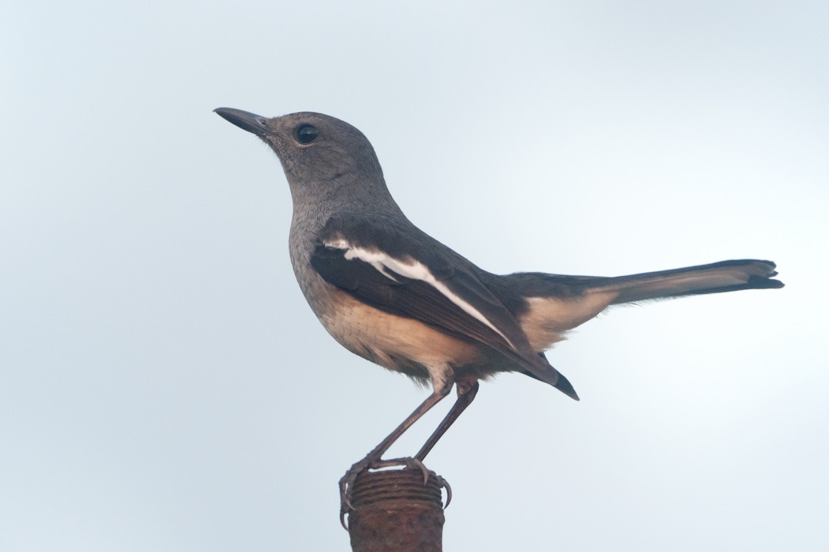 シキチョウ - ML645326416