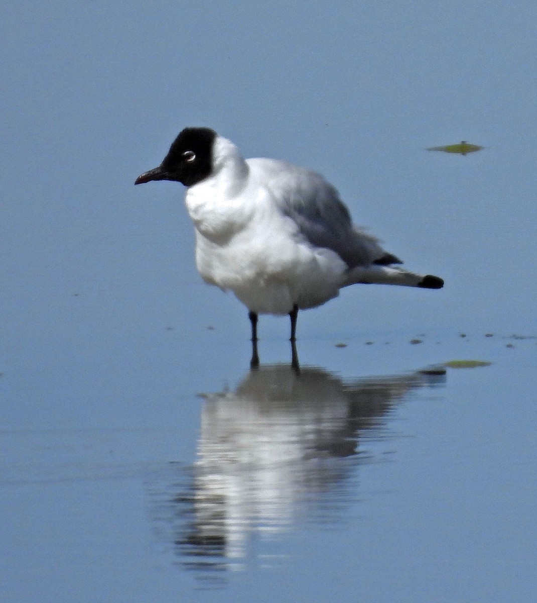 Andean Gull - ML645326454
