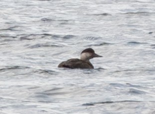 Common Scoter - ML645326460