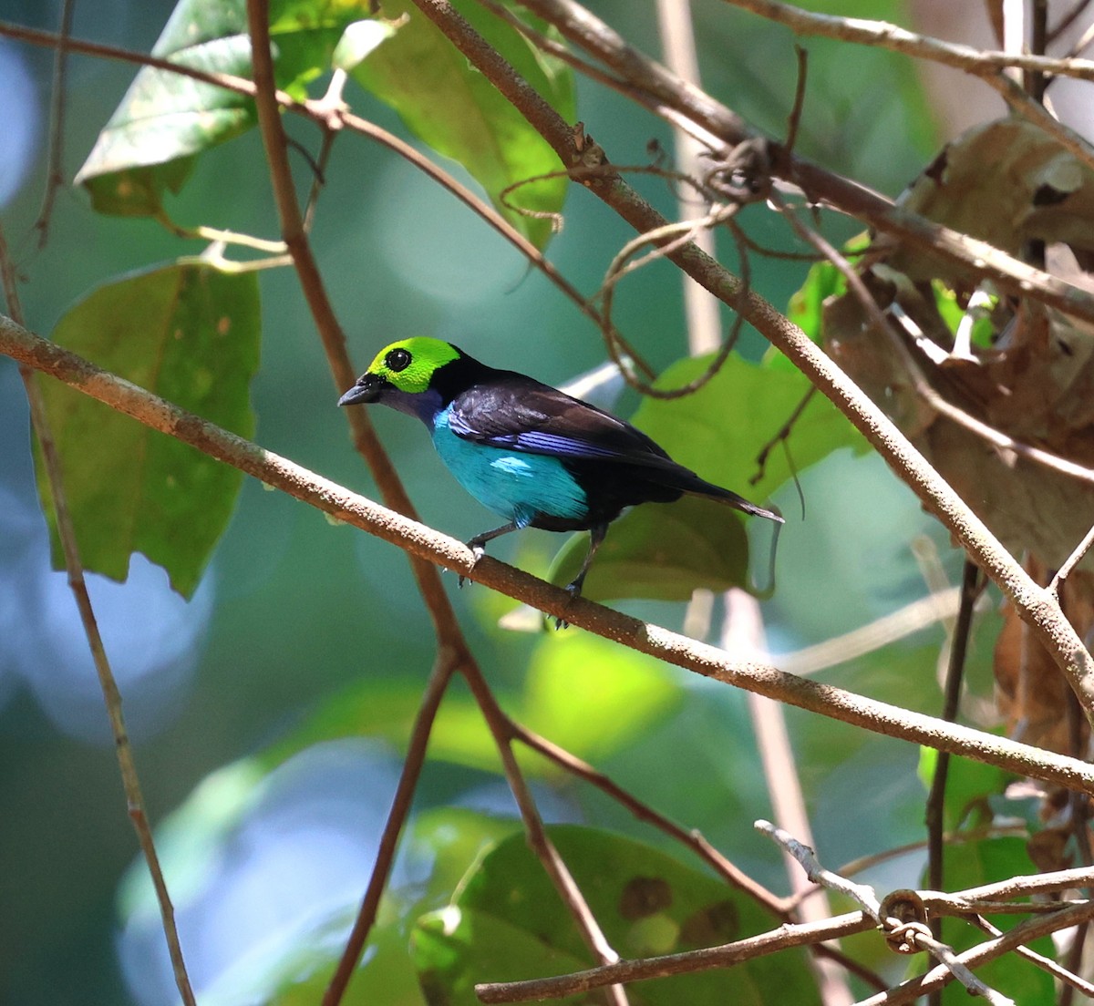 Paradise Tanager - ML645326461