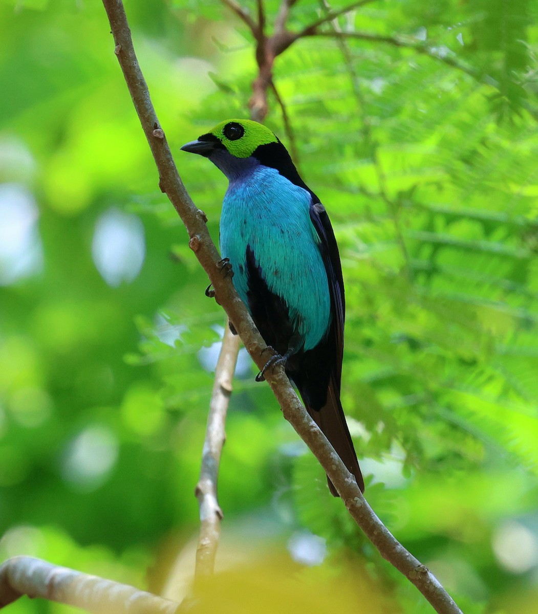 Paradise Tanager - ML645326462