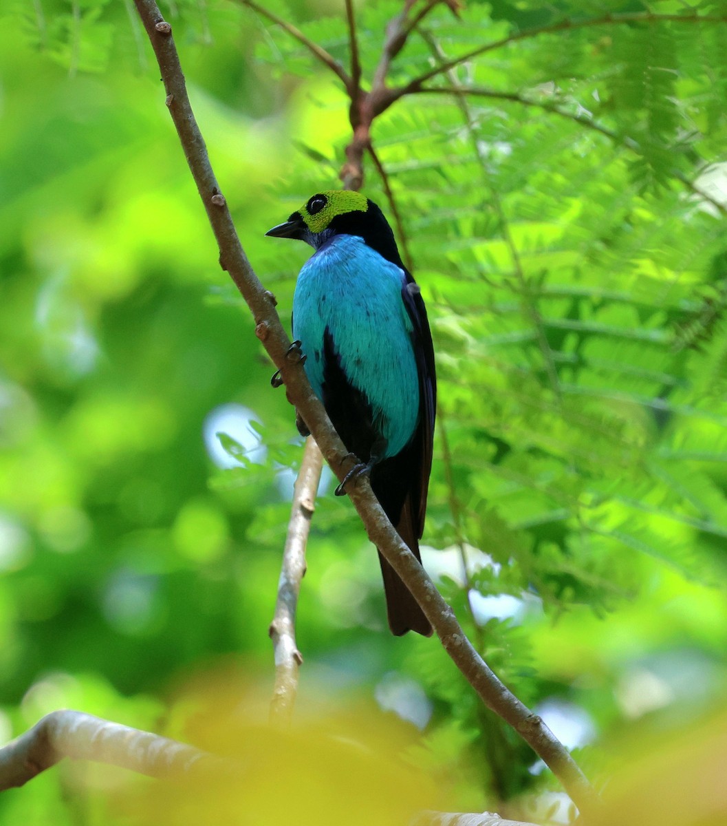 Paradise Tanager - ML645326463