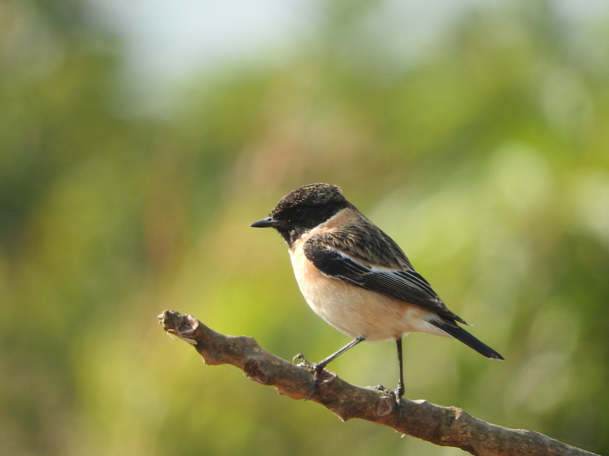 bramborníček sibiřský - ML645326478