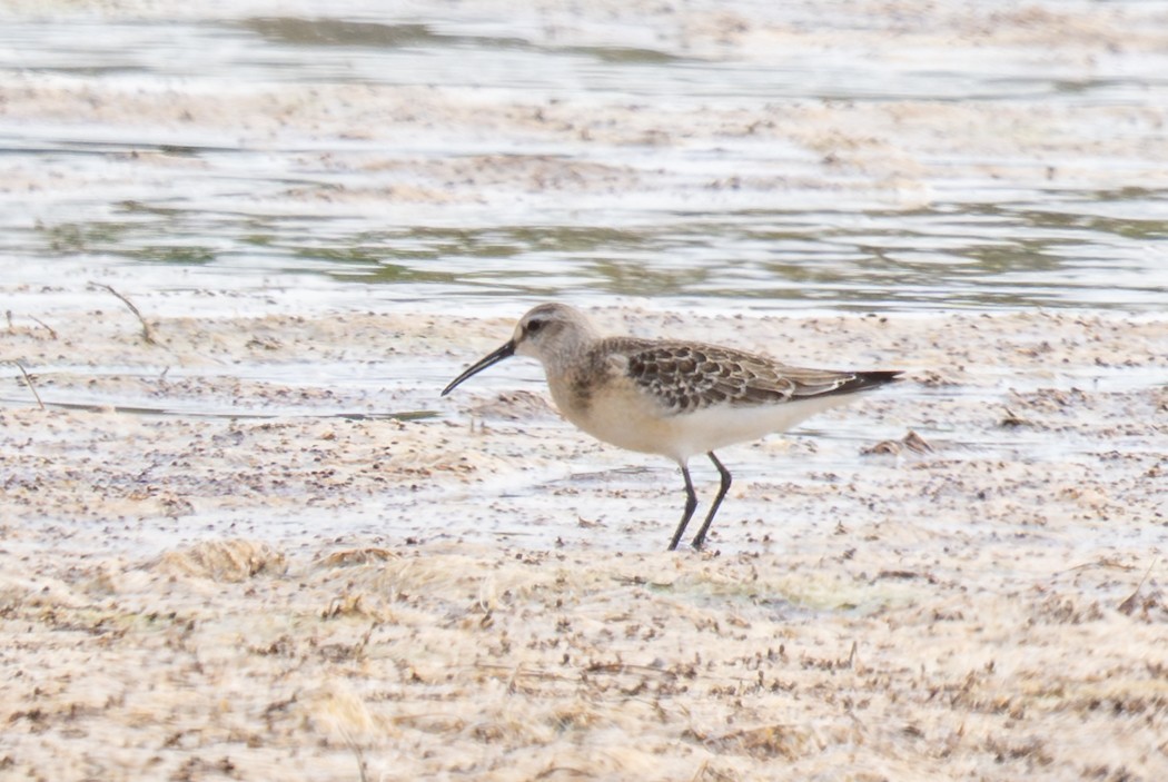 Curlew Sandpiper - ML645326485
