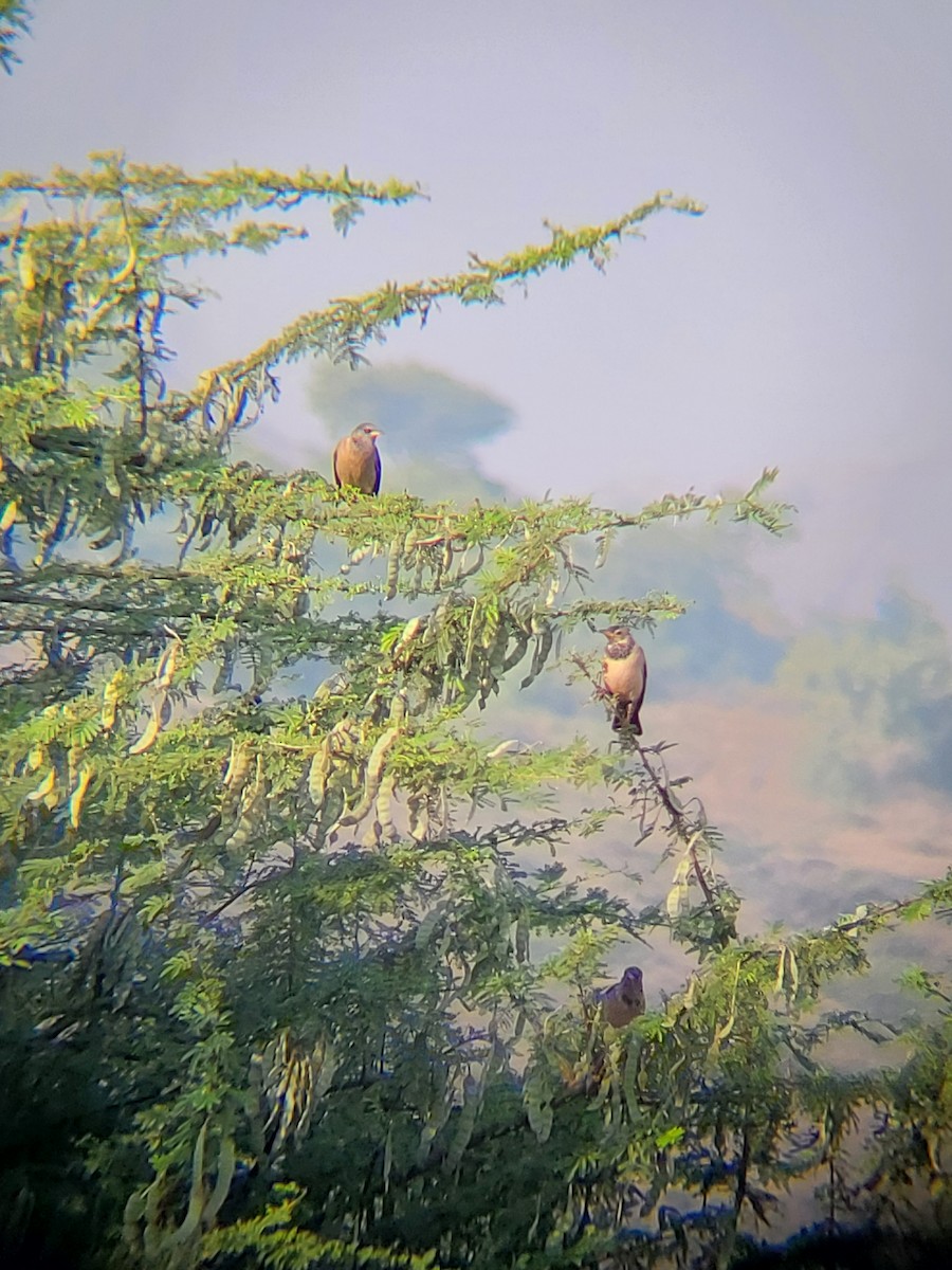 Rosy Starling - ML645326486