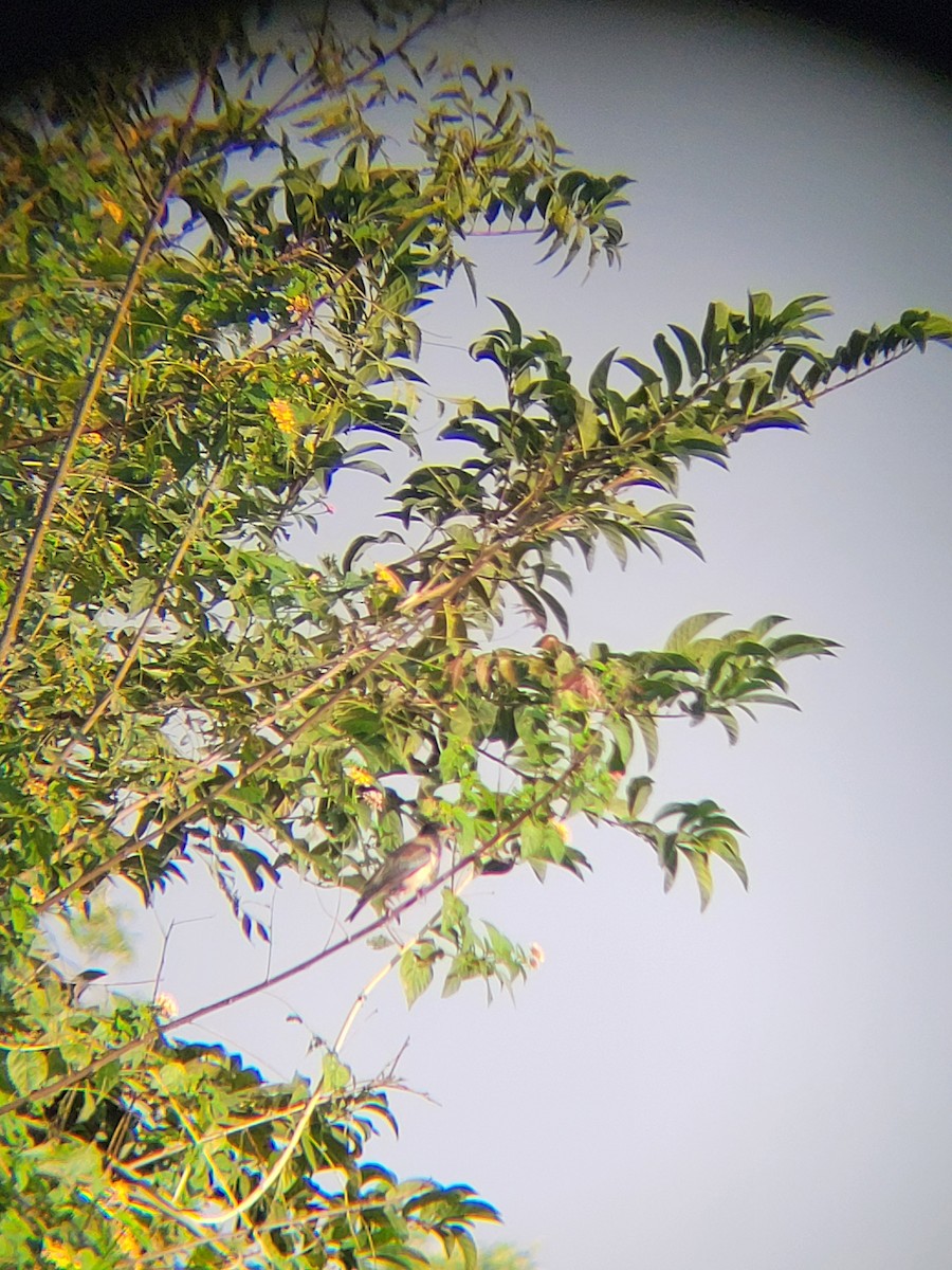 Rosy Starling - ML645326487