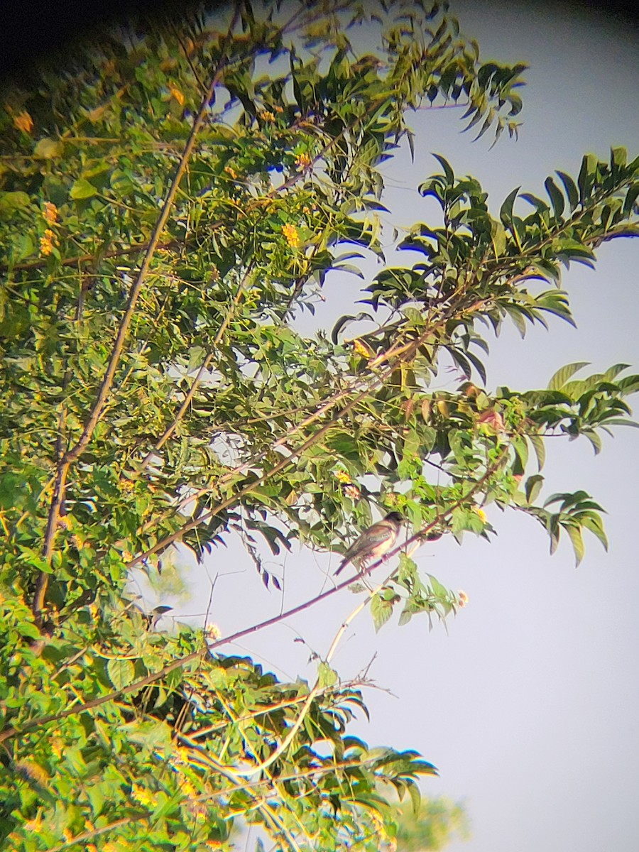 Rosy Starling - ML645326488