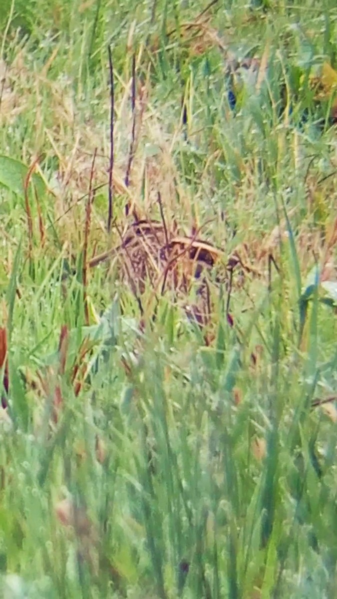 Common Snipe - ML645326498