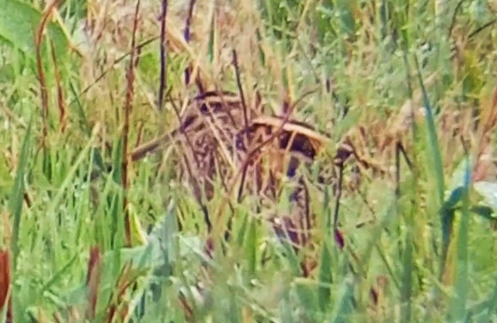 Common Snipe - ML645326499