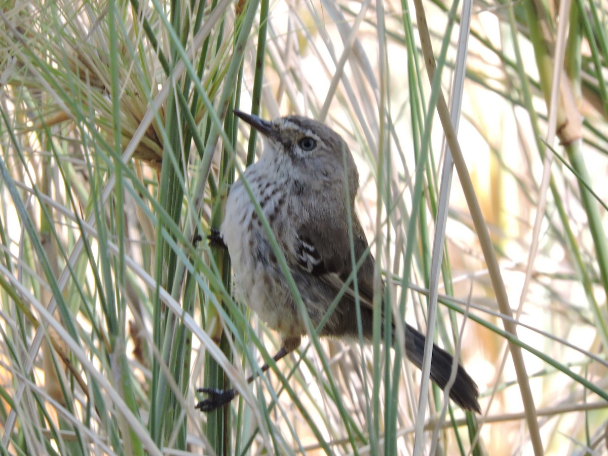 Spotted Scrubwren - ML645326500