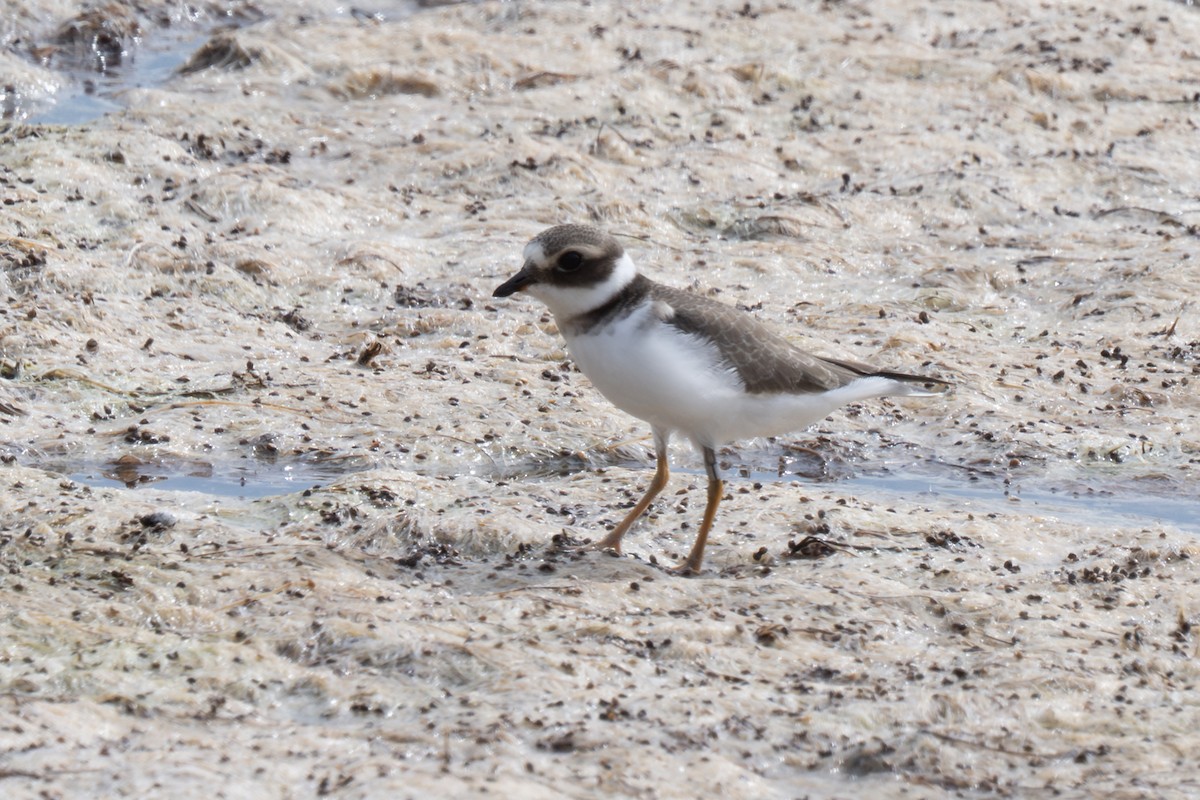Common Ringed Plover - ML645326502