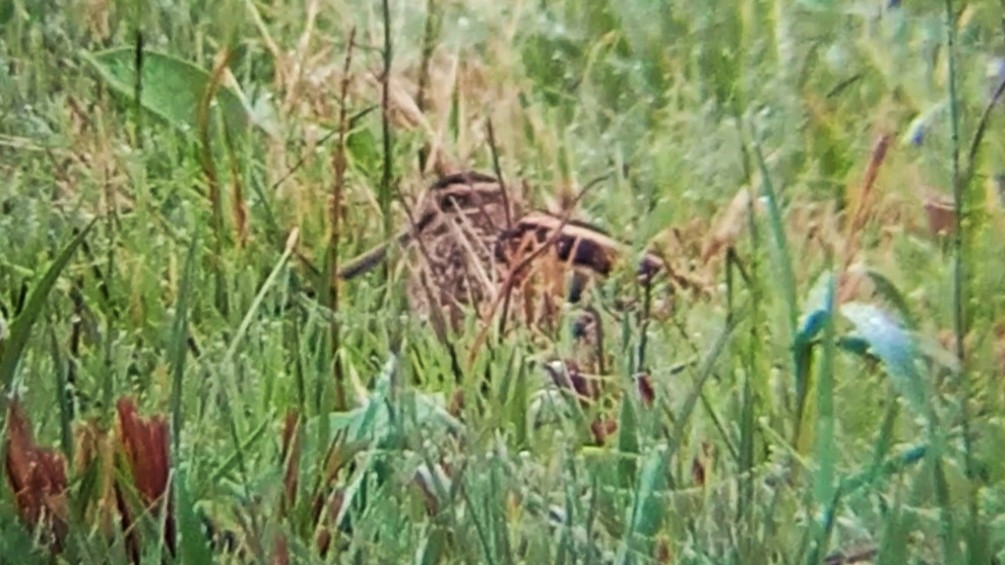 Common Snipe - ML645326504