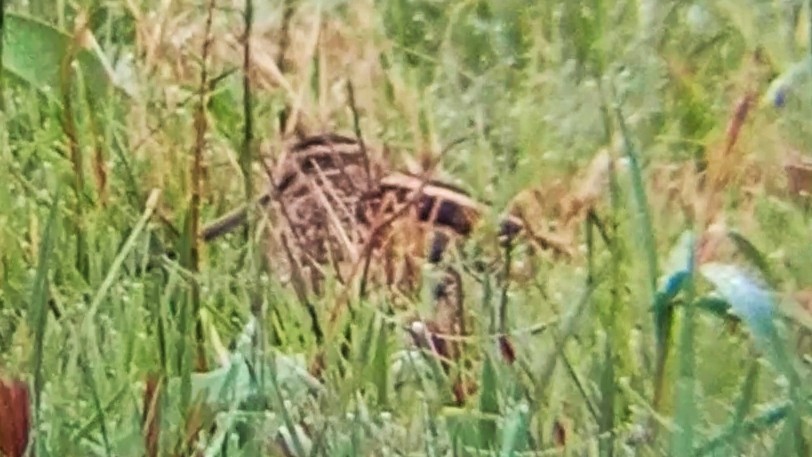 Common Snipe - ML645326506