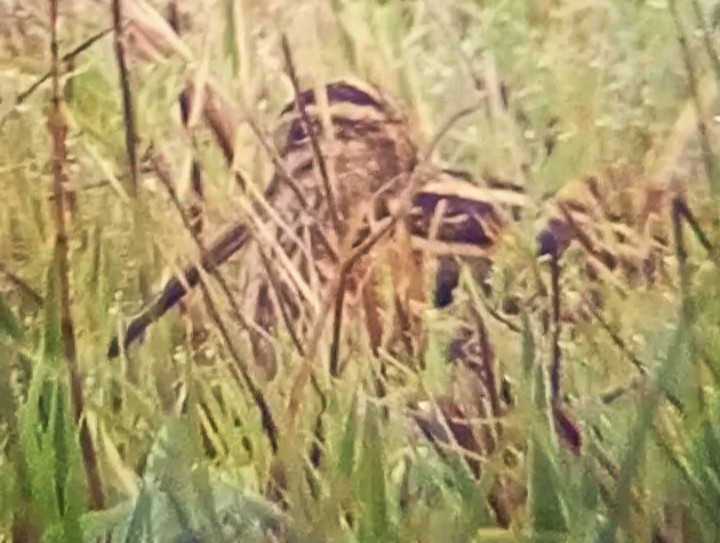 Common Snipe - ML645326507