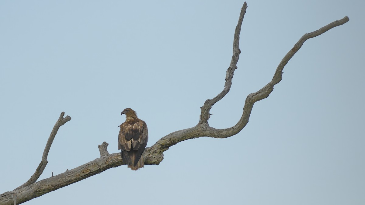 Whistling Kite - ML645326510