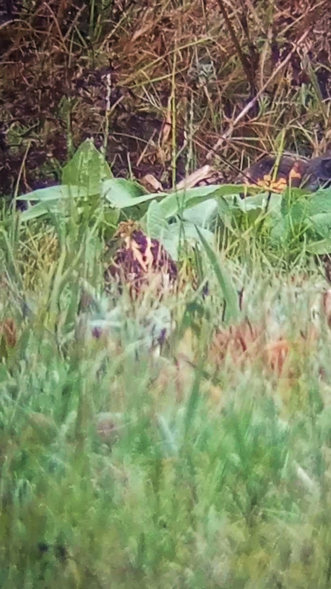 Common Snipe - ML645326512