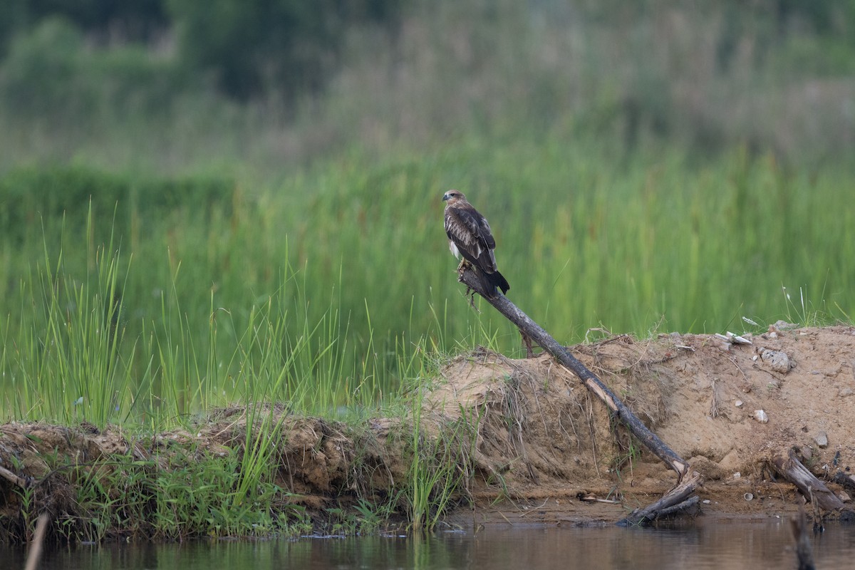 Brahminy Kite - ML645326515