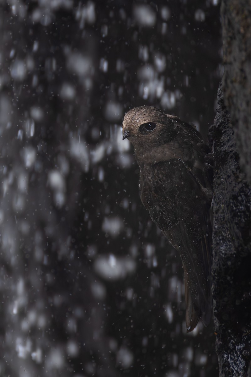 Great Dusky Swift - ML645326524