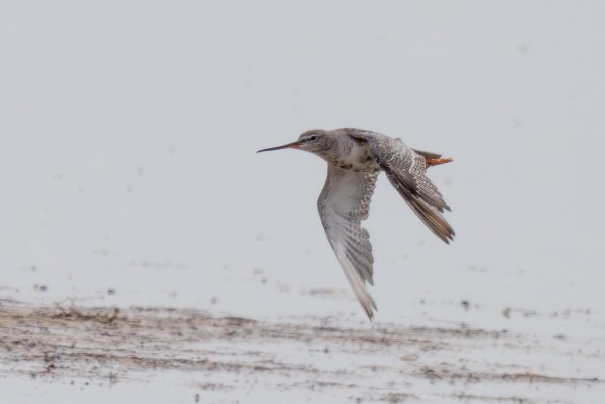 Spotted Redshank - ML645326526