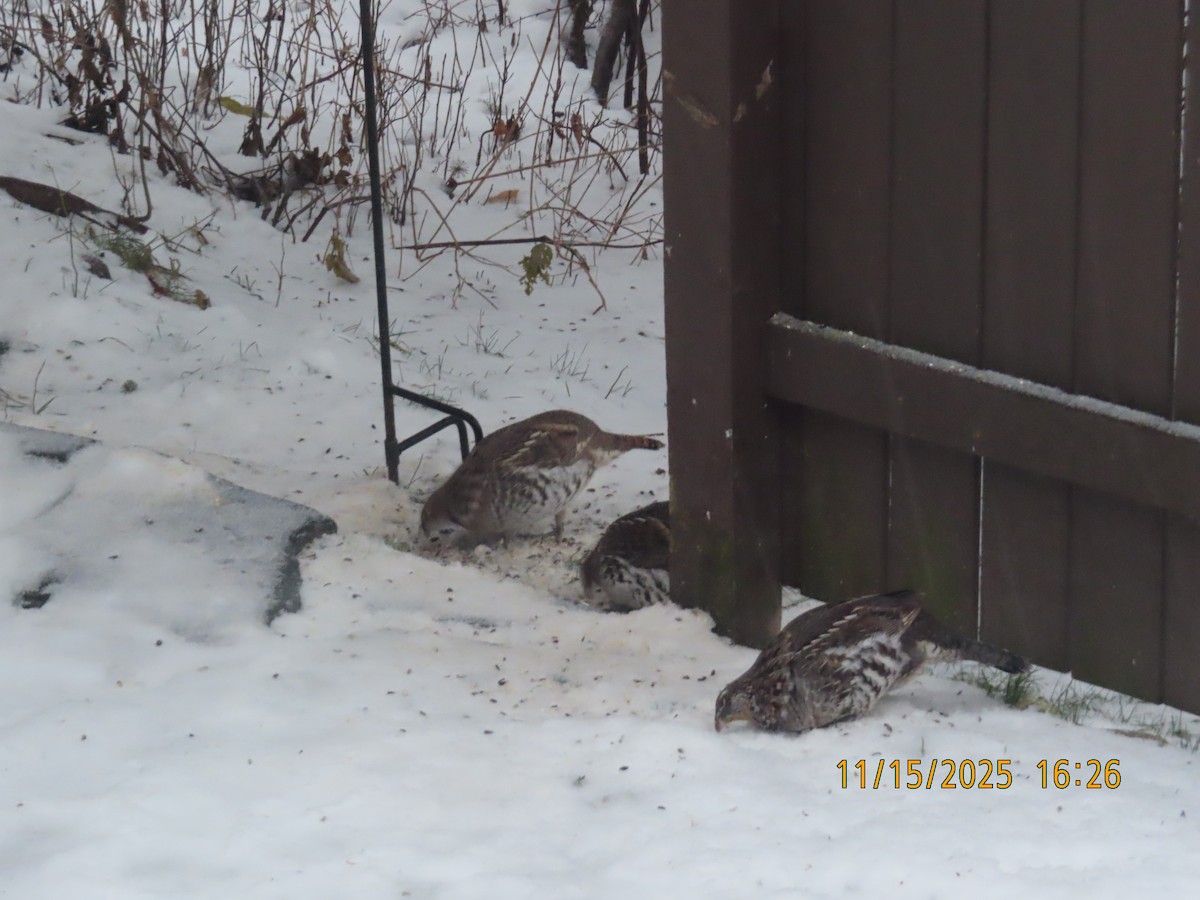 jeřábek kanadský - ML645326527