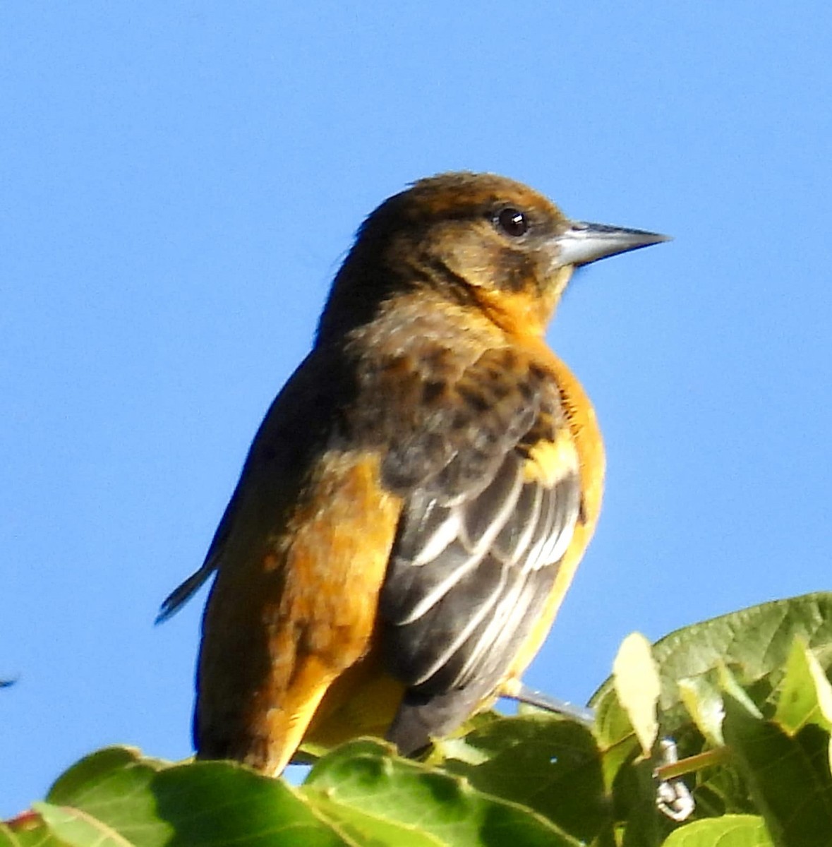 Балтиморский трупиал - ML645326532