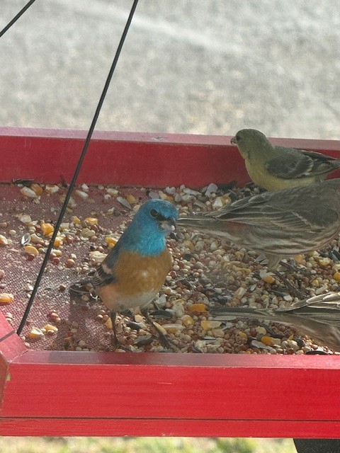 Lazuli Bunting - ML645326536