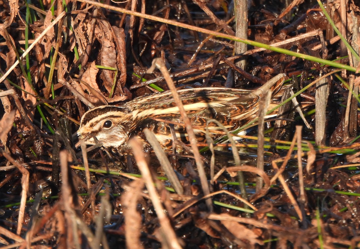 Jack Snipe - ML645326538