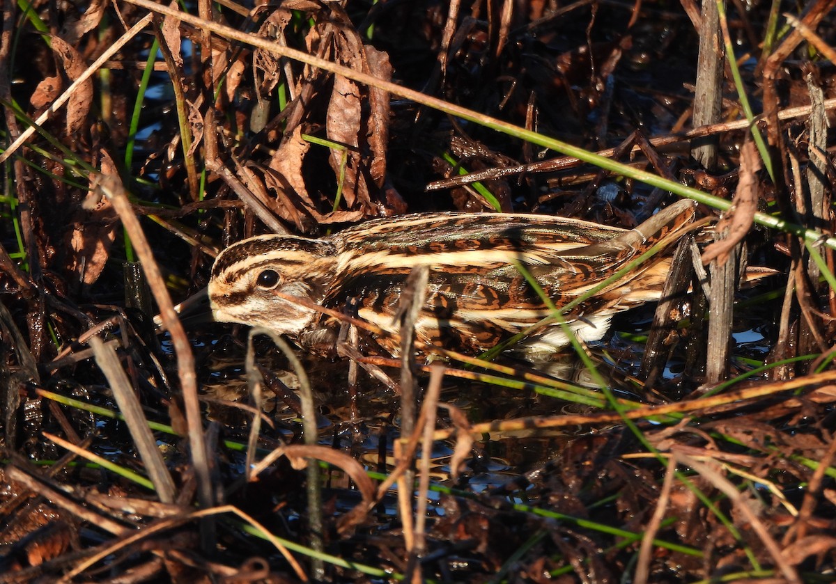 Jack Snipe - ML645326539