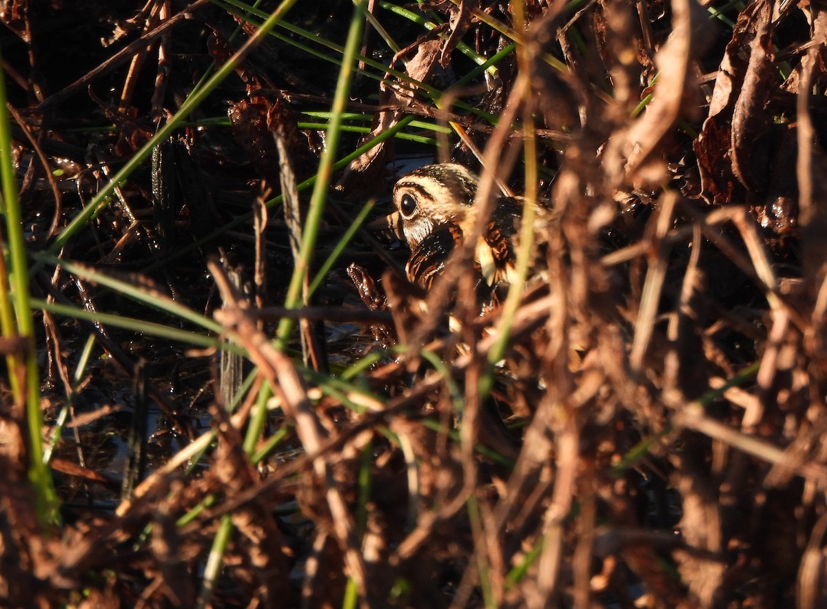 Jack Snipe - ML645326540
