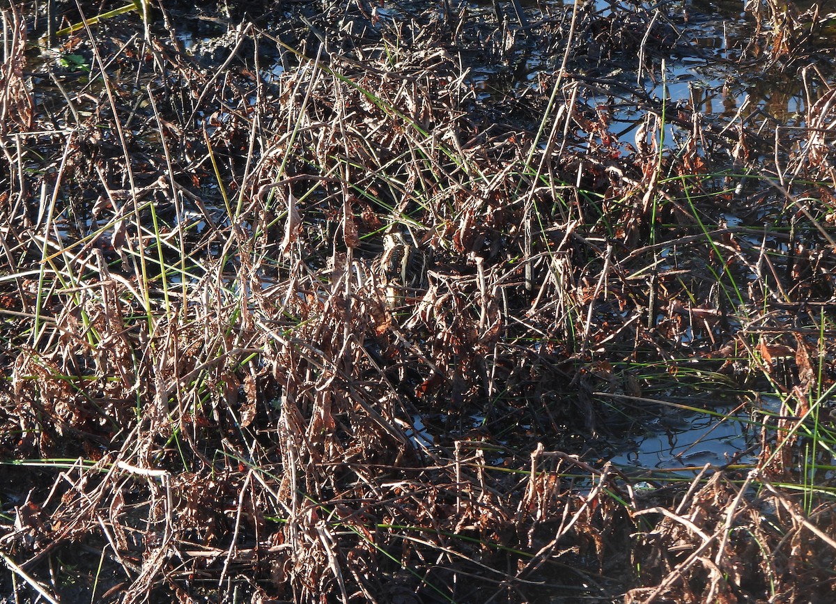 Jack Snipe - ML645326541