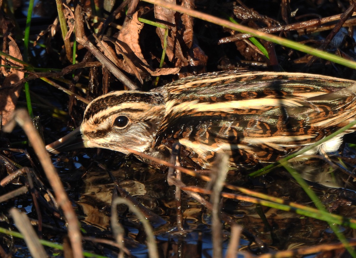 Jack Snipe - ML645326542