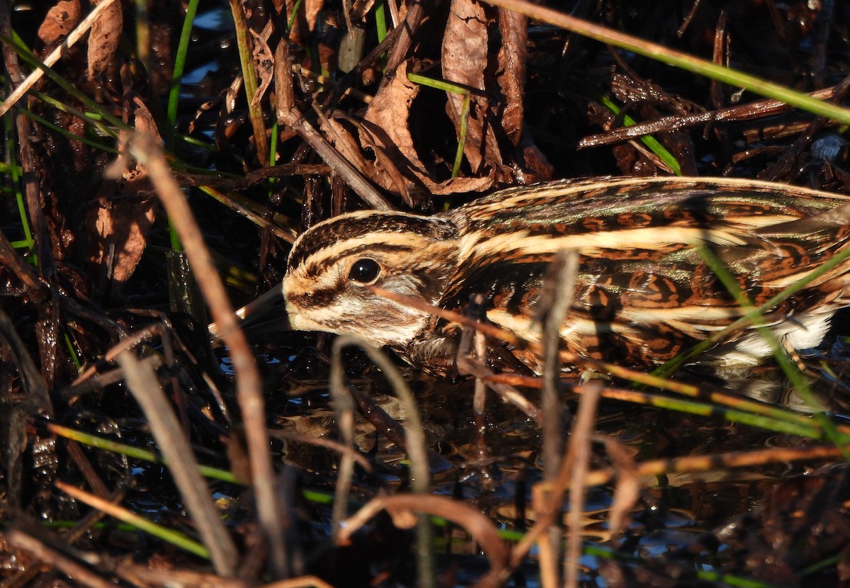 Jack Snipe - ML645326543