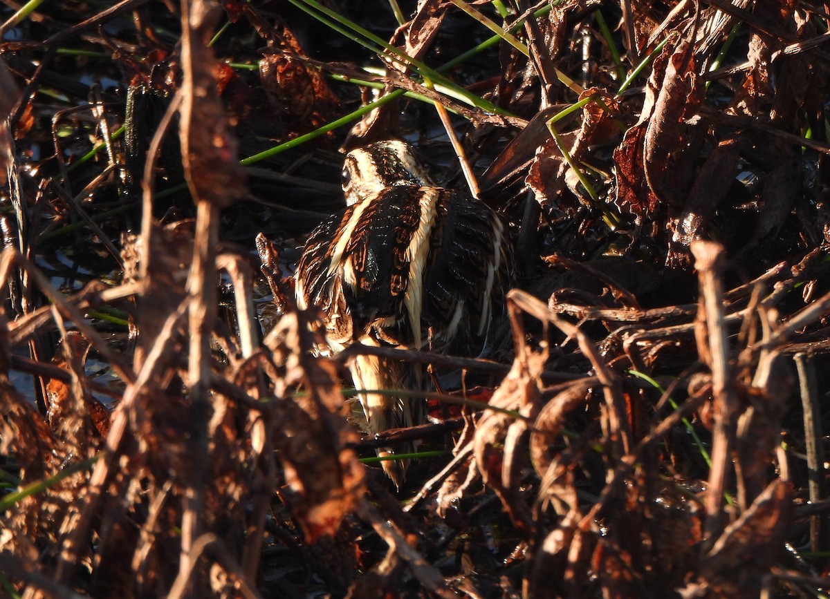 Jack Snipe - ML645326544