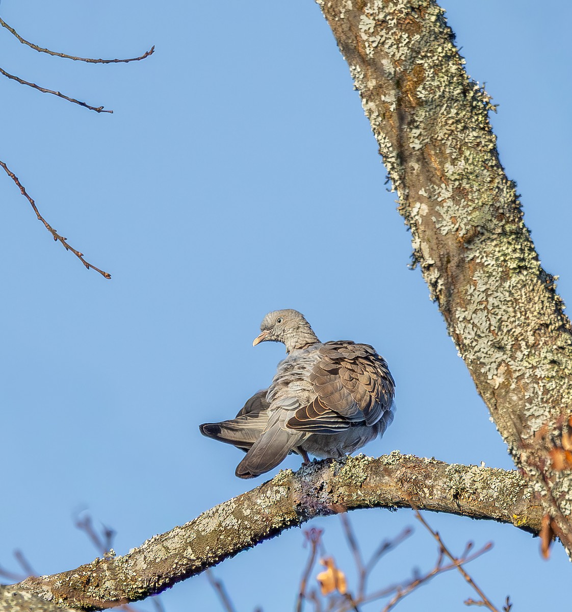 Common Wood-Pigeon - ML645326560