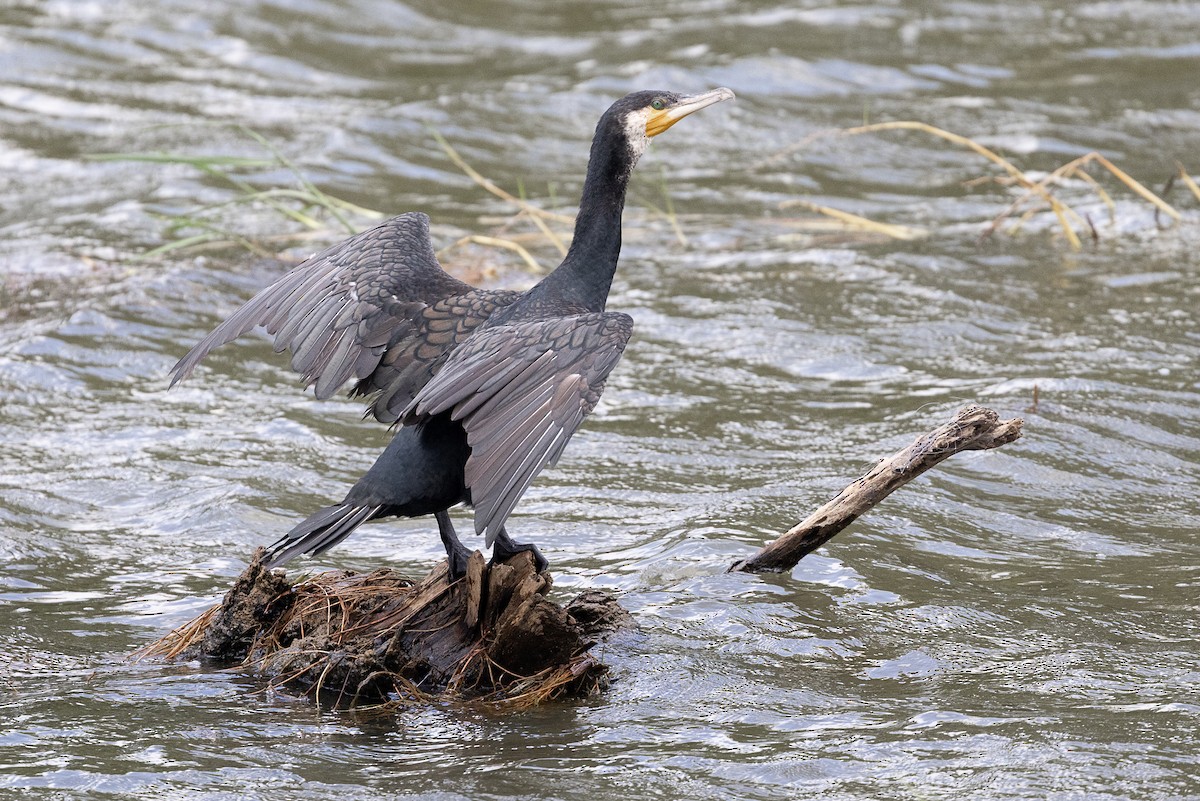 kormorán velký - ML645326561