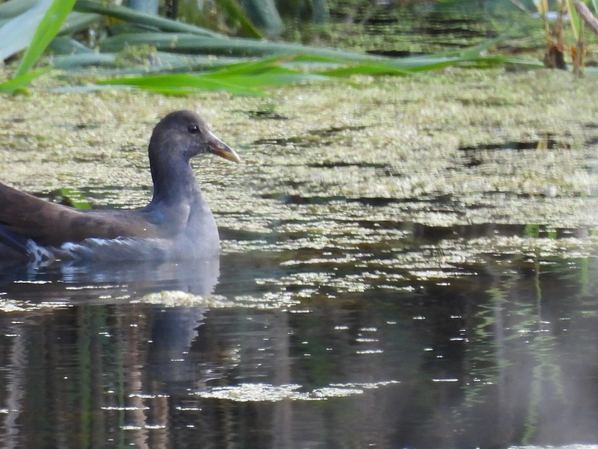 Курочка латиноамериканська - ML645326564