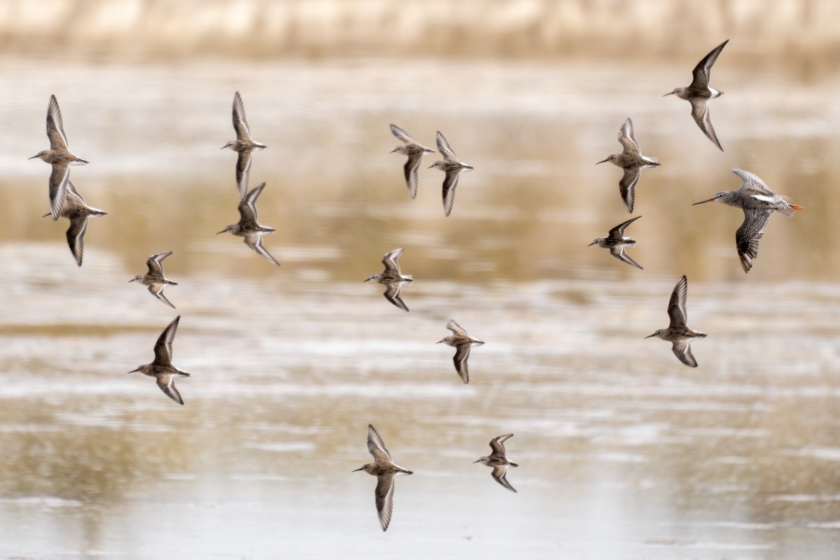 Spotted Redshank - ML645326571